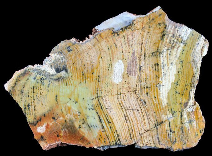 Strelley Pool Stromatolite - Billion Years Old #39193